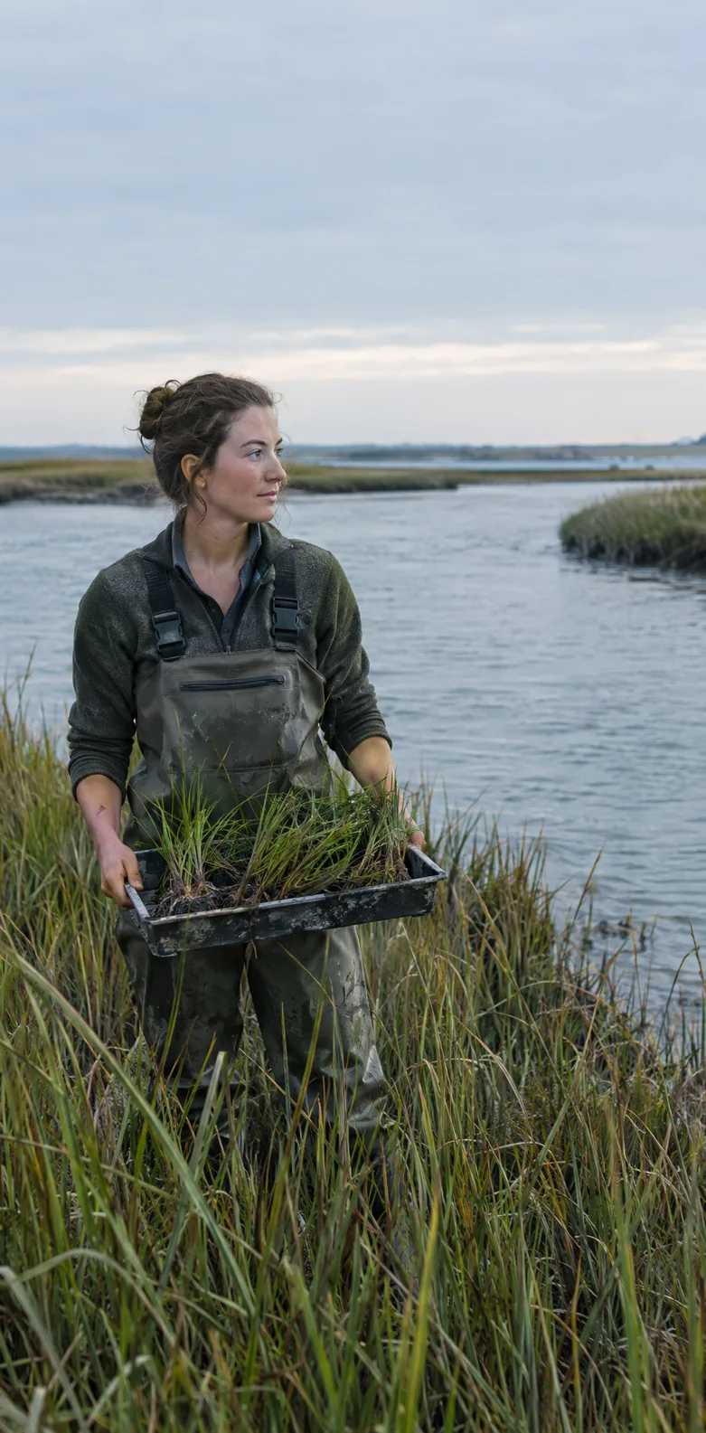 A volunteer in chest waders standing in the salt marsh at dawn, holding a tray of marsh-grass seedlings